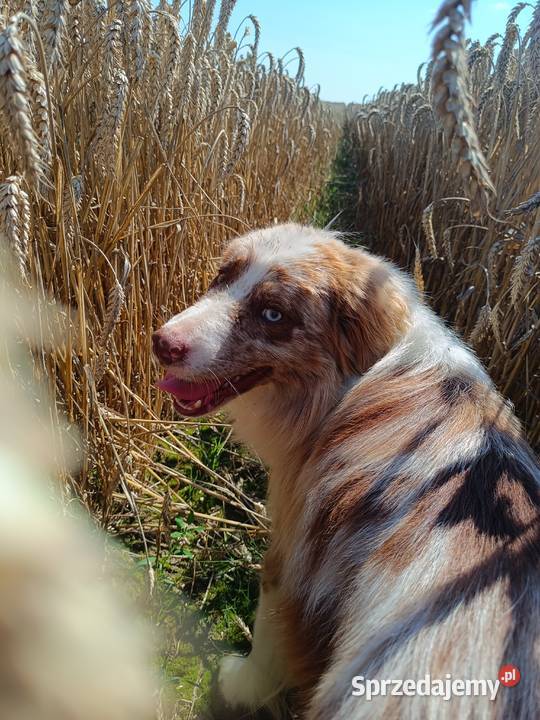 Border collie sable merle Zwierzęta Hrubieszów