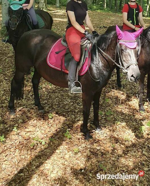 Klacz huculska Rzuchowa