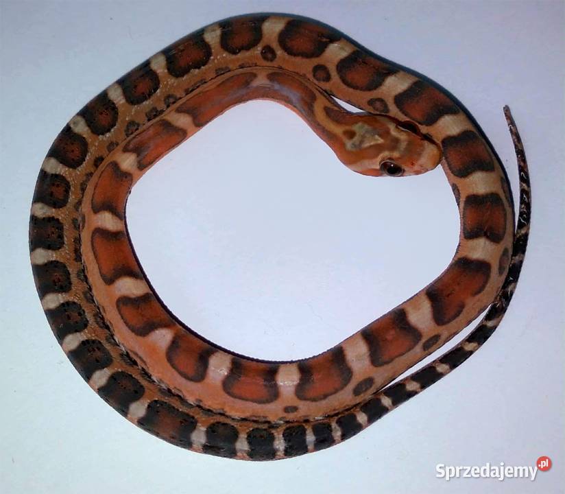 Wąż zbożowy węże zbożowe zbożówka SCALELESS bez sprzedam