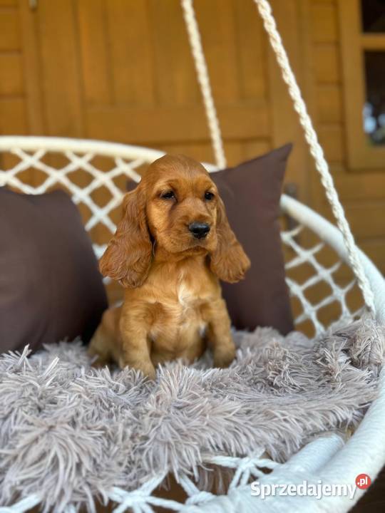 Cudowna mocno złota sunia Cocker Spaniel Warszawa