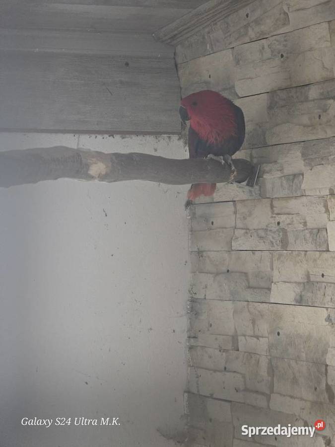 Lory Wielkie para 3 letnia Ostrów Wielkopolski