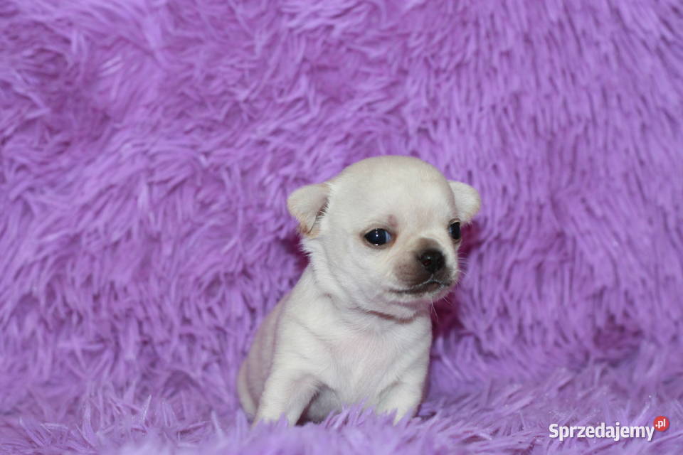 Chihuahua samiec ZKwP FCI zachodniopomorskie Świnoujście