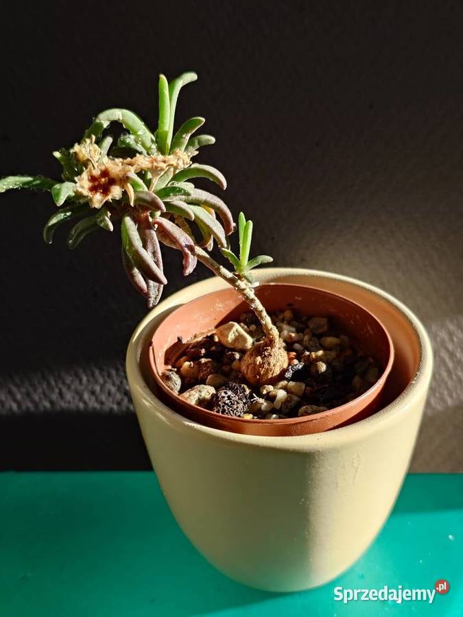 Delosperma bosseranum kaudeks miniatura w Warszawa