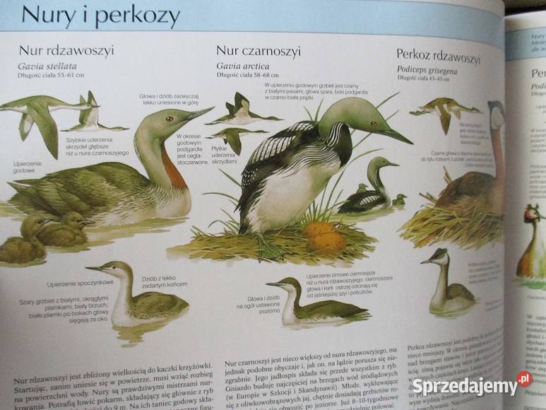 Fauna ptaki ssaki gadyrybyPuchalski Łódź