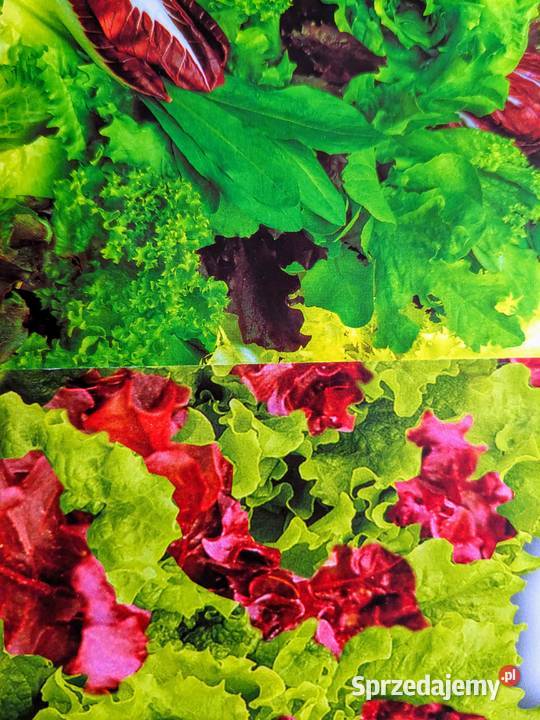 Sałaty świata Cykoria endywia sałata nasiona Kraków sprzedam