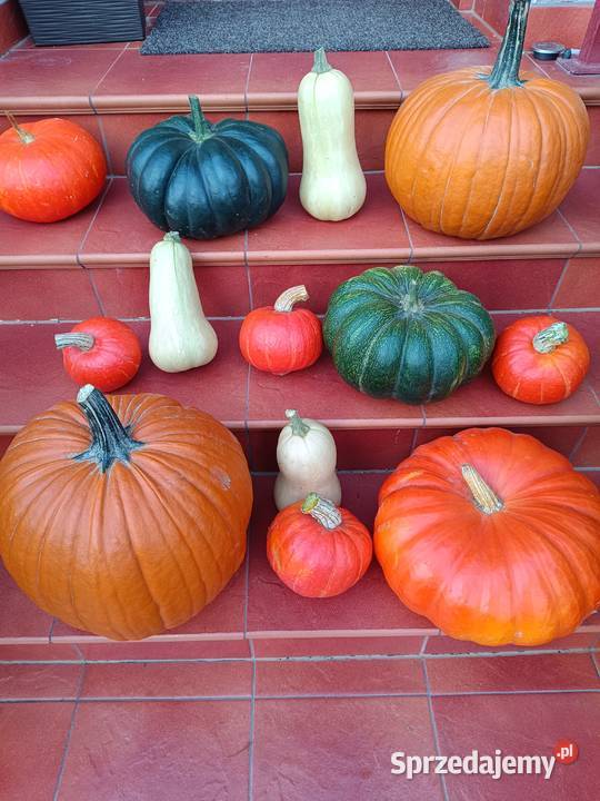Dynia jadalna ozdobna Halloween Hokkaido piżmowa sprzedam