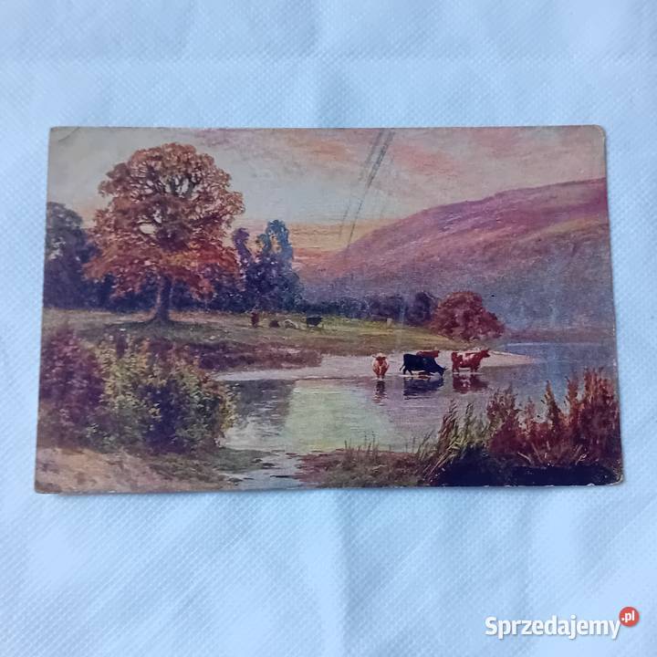 Pocztówka krowy wodopoju Polska lata 20e XX w wielkopolskie Koźminek