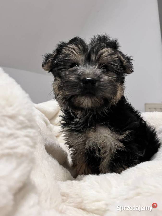 Sprzedam morki Jeziora Wielkie sprzedam