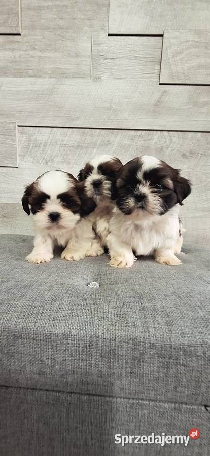 Shih Tzu pieski I suczka Przysucha sprzedam