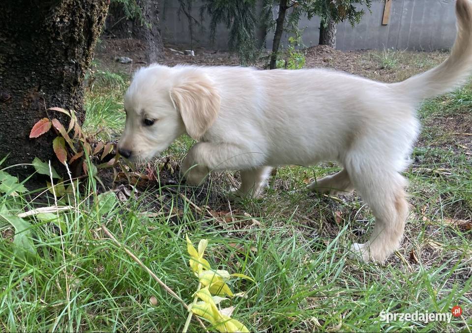 Golden Retriever Kargów