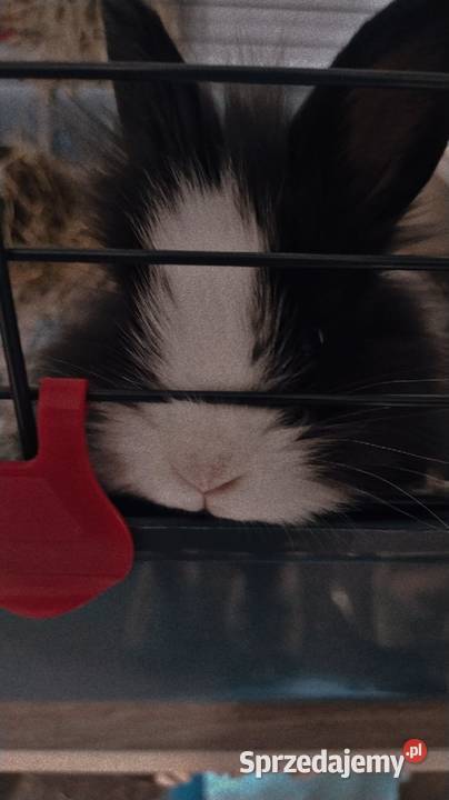 Króliczek samczyk karzełek Teddy