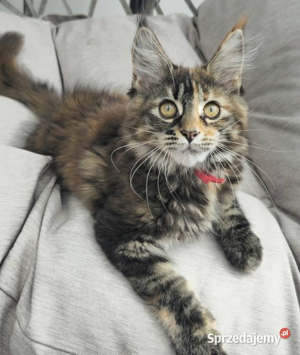 Maine coon gotowa do odbioru sprzedam