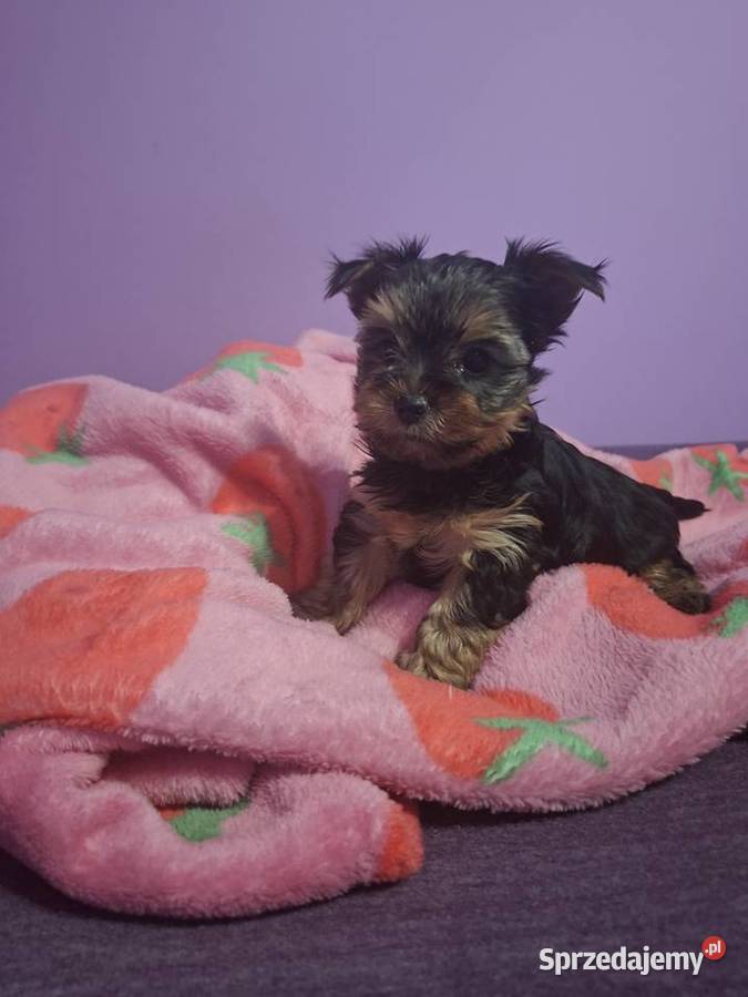 Szenieta z rodowodem ZKwP Wierzbica