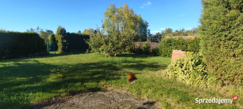 Działka ROD Konwalia Pyskowice Sprzedaż