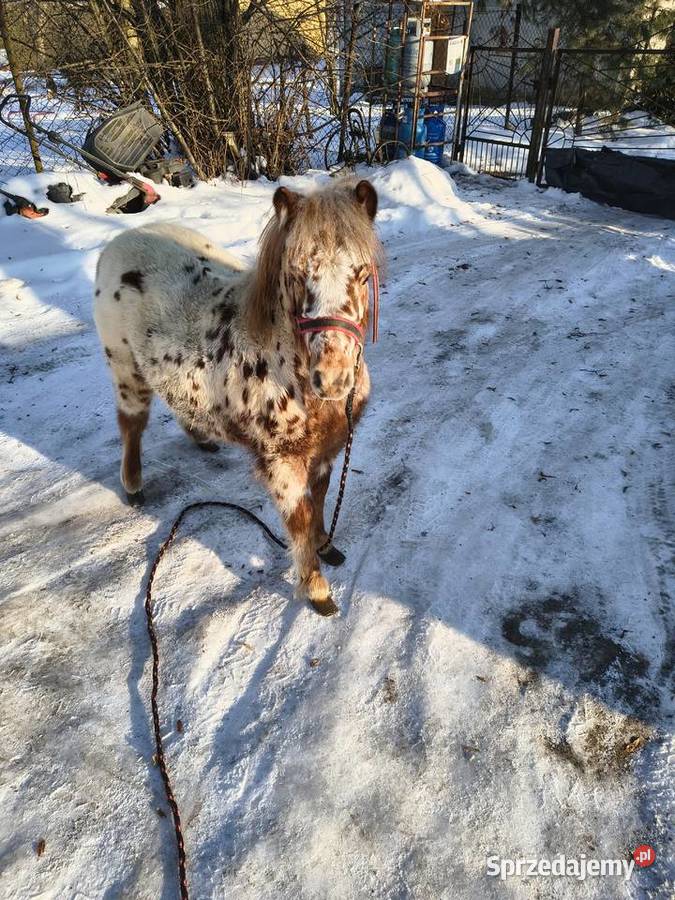 Kuc kucyk ogierek Konie Krasnystaw