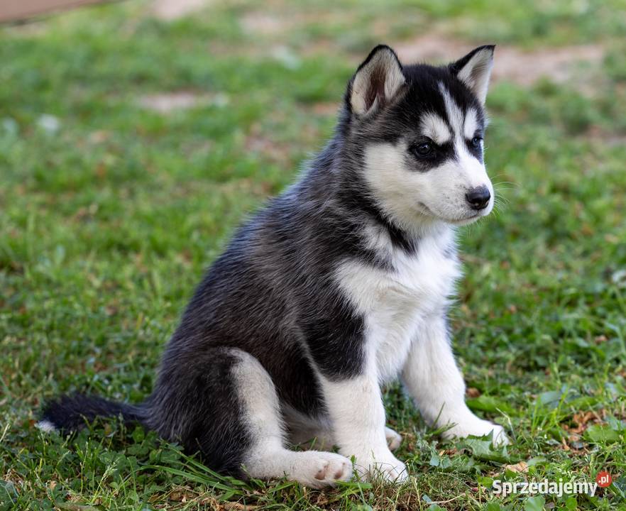 Sunia Siberian Husky szczenię rodowód Wola Zarczycka