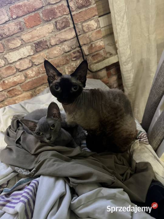 Kot devon rex 4 lata Devon Rex Łódź