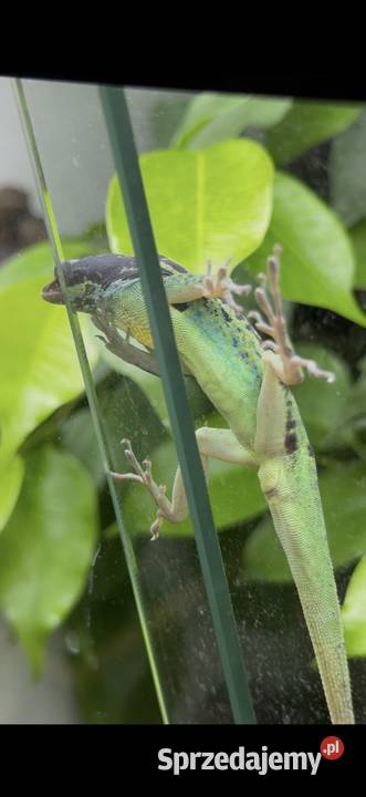 Anolis roquet summus macouba Samiec Sosnowiec sprzedam