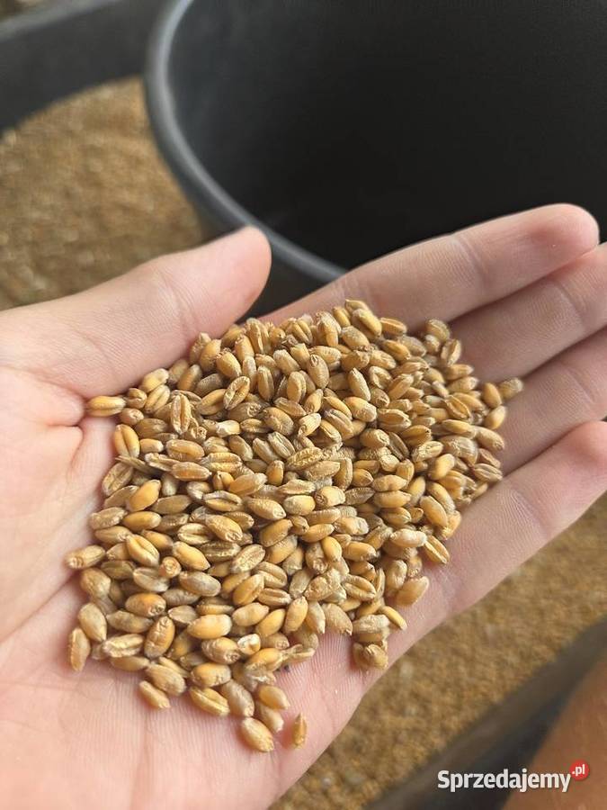 Pszenica owies jeczmień