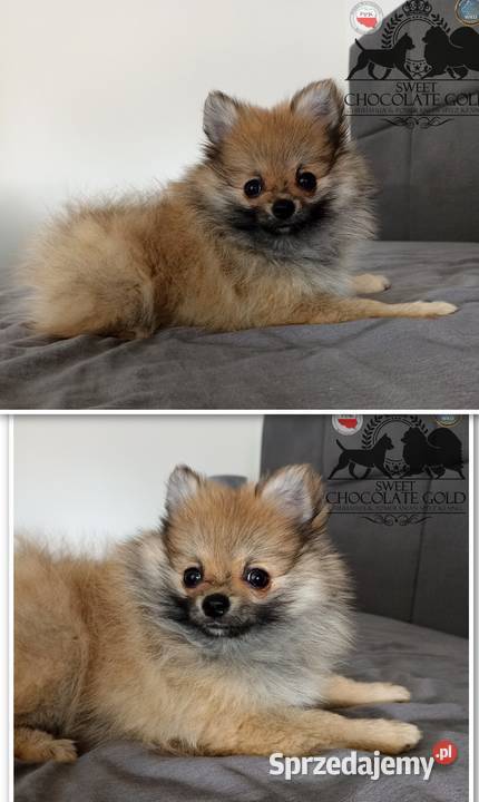 Suczka Szpic miniaturowy pomeranian Orange Sable łódzkie Bełchatów