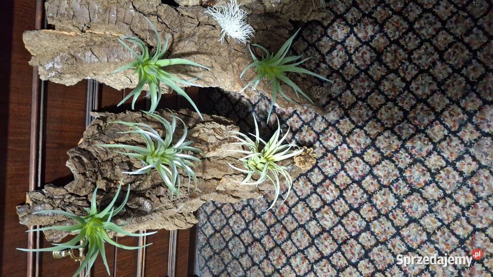 Kora z oplątwą Łódź