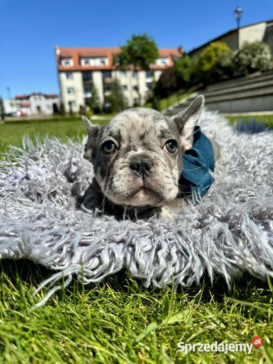 Buldog francuski blue merle Buldog