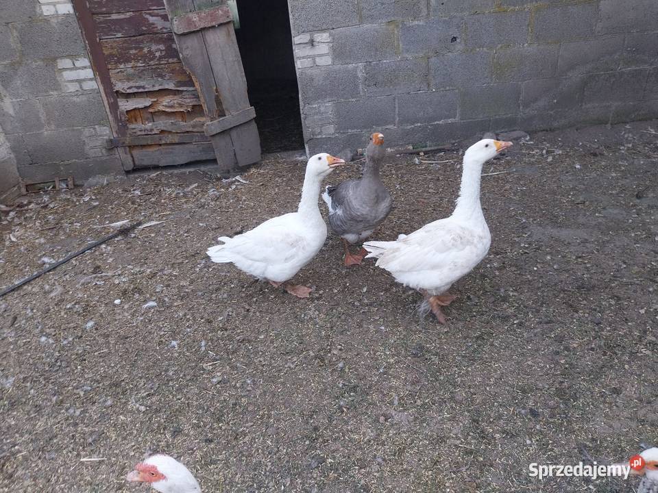 Sprzedam gęsi Grodzisk