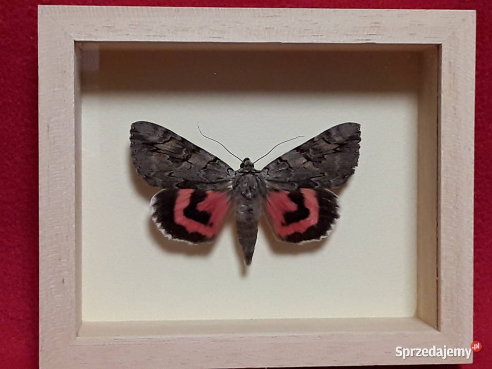 Motyl w ramce 12 x 10 Catocala electa 70 mm zachodniopomorskie sprzedam