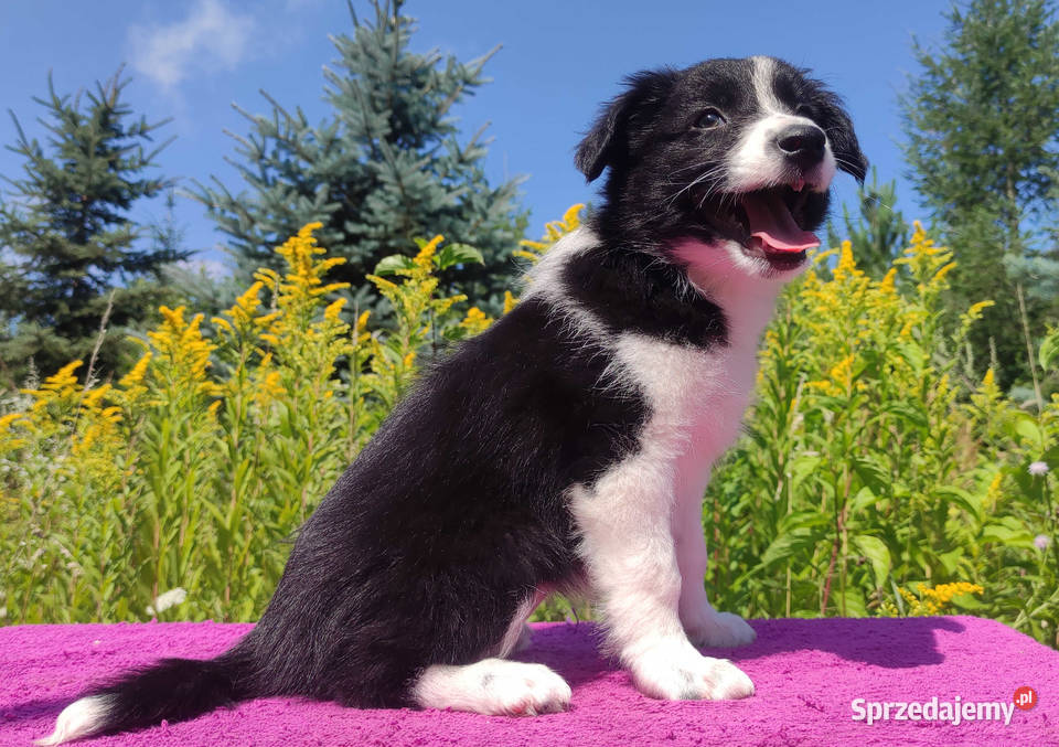 Szczeniak BORDER COLLIE z Hodowli Rasowa suczka Iwonicz