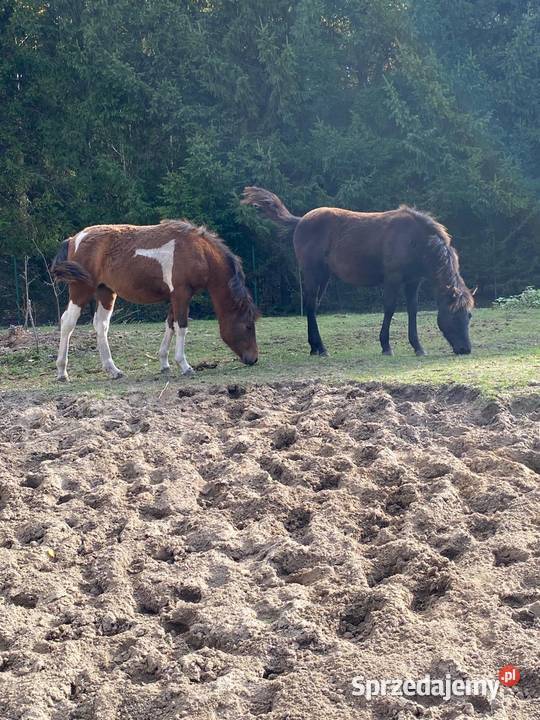 Ogierek Hucuł Weekend Luksus lubelskie