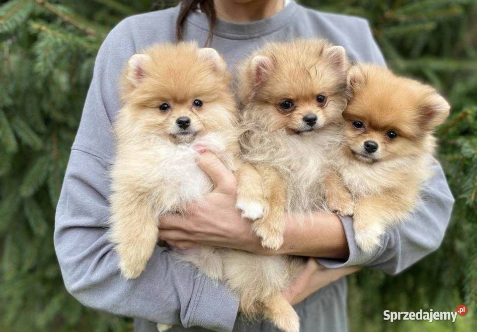 Cudowne maluchy pomeraniany gotowe do zmiany domu