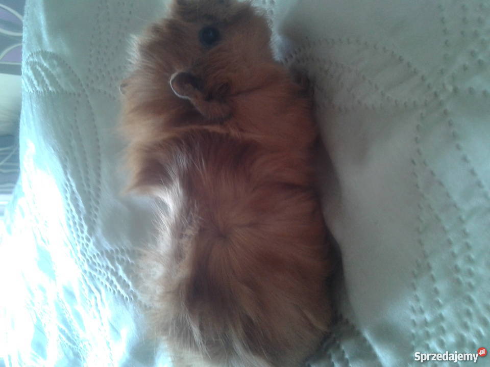 młode świnki morskie Kraków