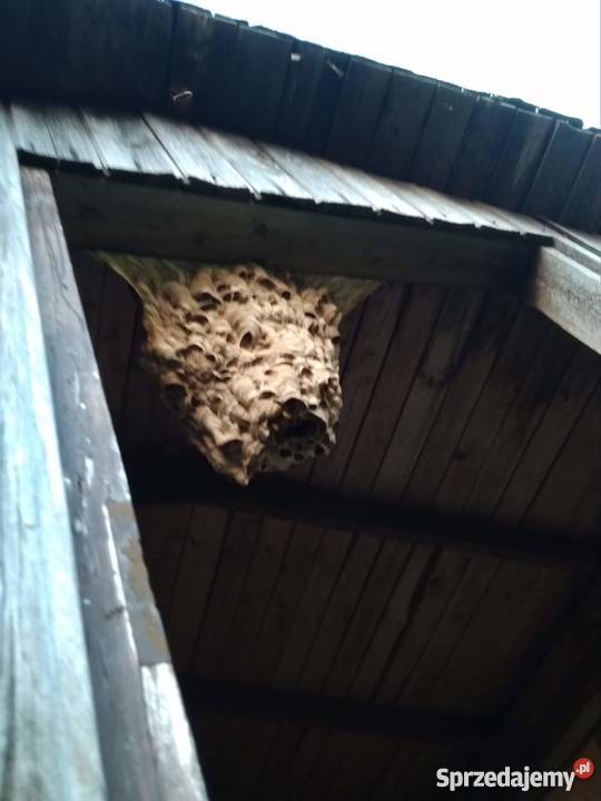 Likwidacja usuwanie gniazd os pszczół i Augustów