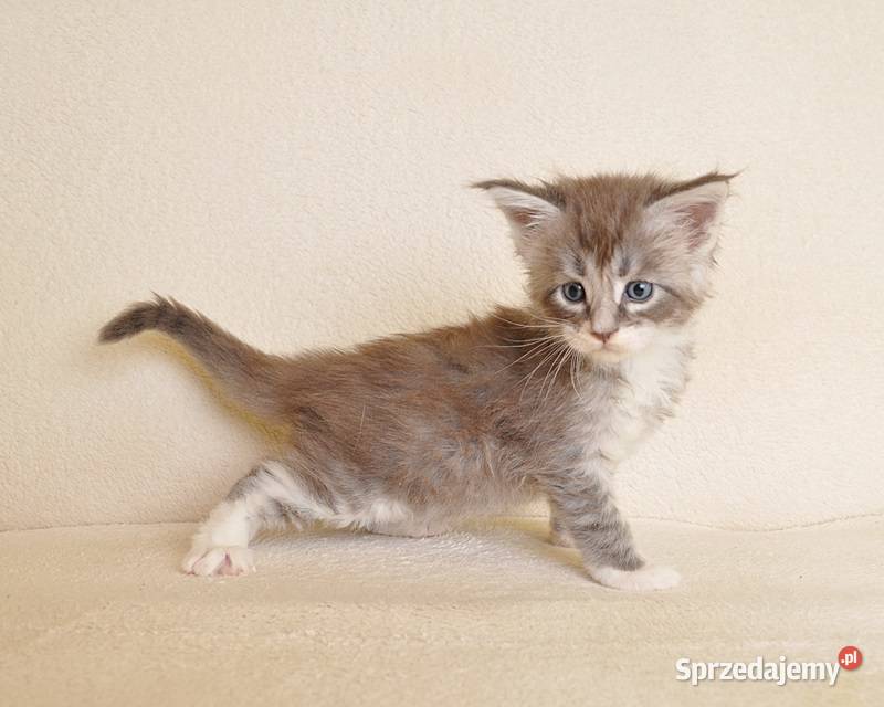 Przepiękny kocurek Maine Coon z Rodowodem PZFWCF