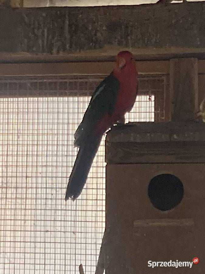 Samiec szkarłatki królewskiej Opole