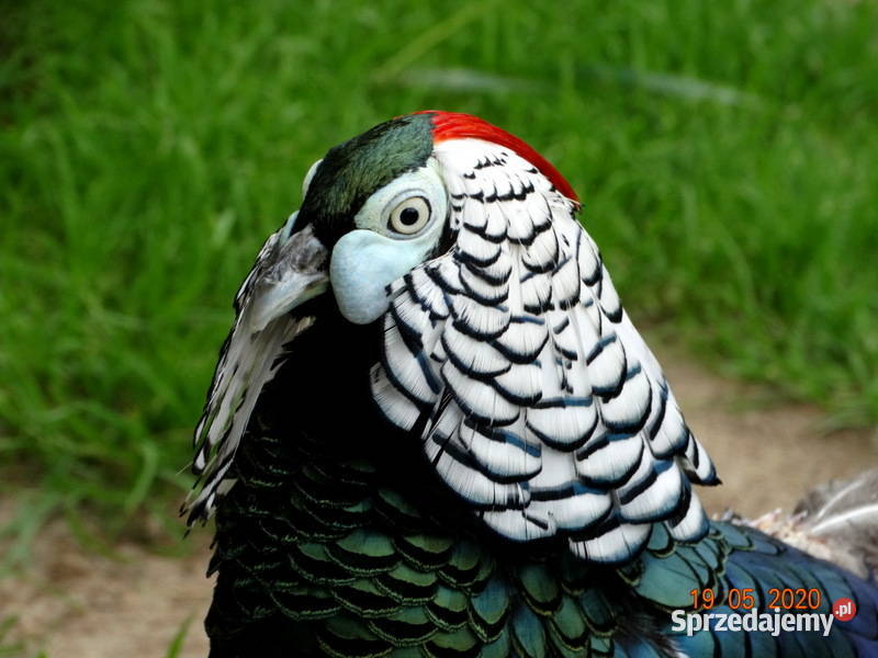 Sprzedam Bażant Bażanty Diamentowe z 2021r Samce Gostyń