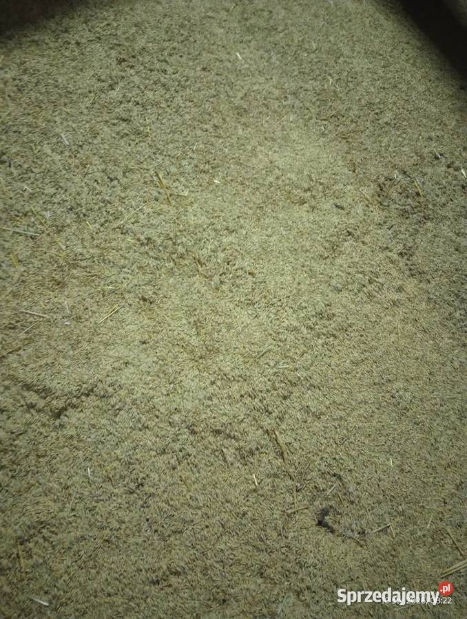 Owies poker Zboża Chrzanów