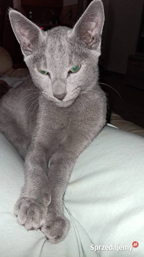 Kocurek Rosyjski Niebieski Jaczów sprzedam