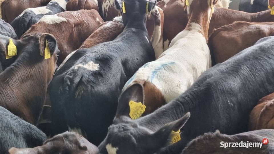 Cielaki byczki mięsne I mieszańce mazowieckie Ostrołęka