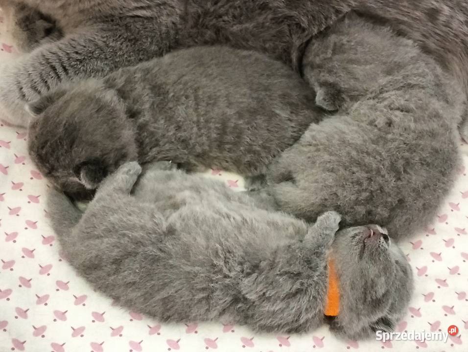 Kocięta niebieskie pięknych rodzicach Rodowód Łódź