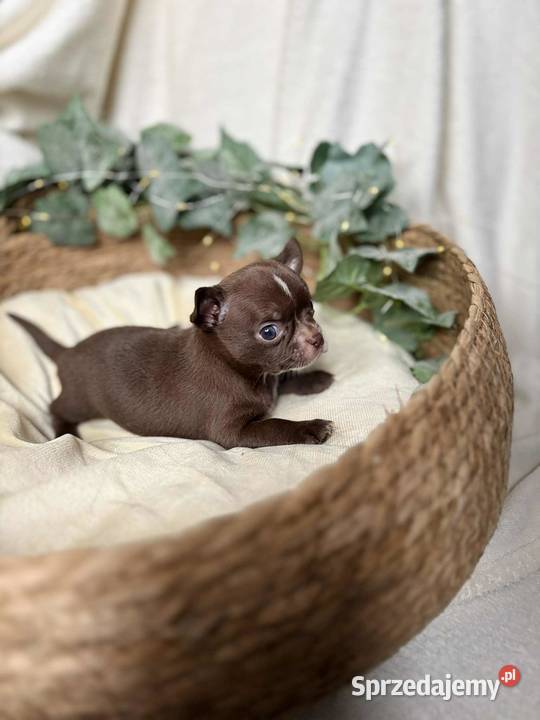 Piesek Chihuahua Czekoladowy z białymi Chihuahua Częstochowa sprzedam