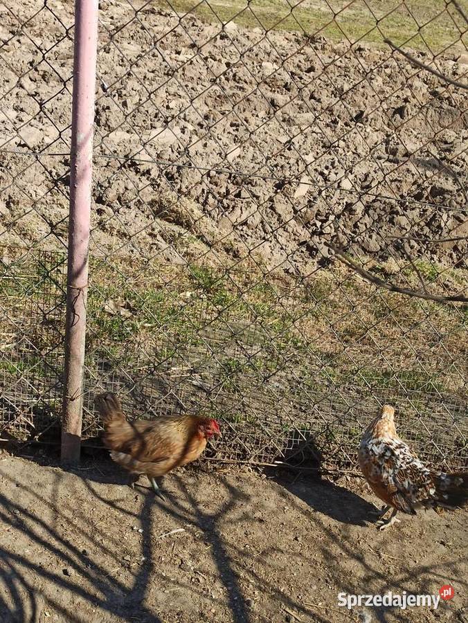 Jaja lęgowe liliputki lubelskie Krupe