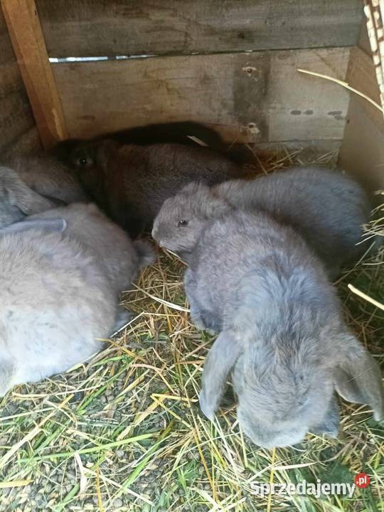Króliki barany francuskie Zezulin Pierwszy sprzedam