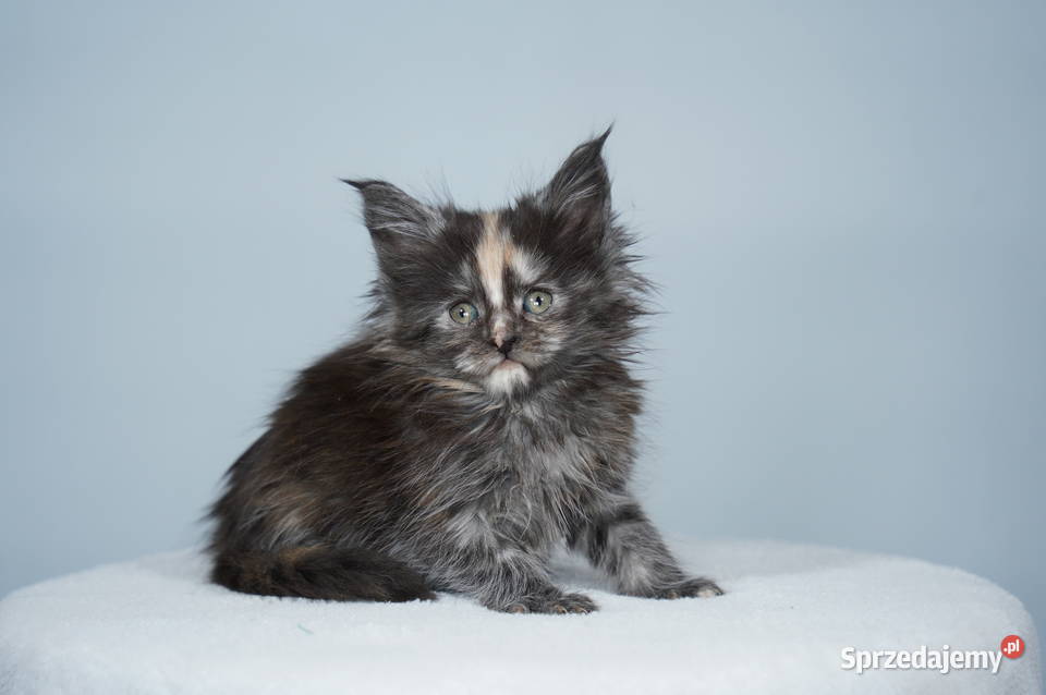 Kocięta Maine Coon wielkie koty Kraków