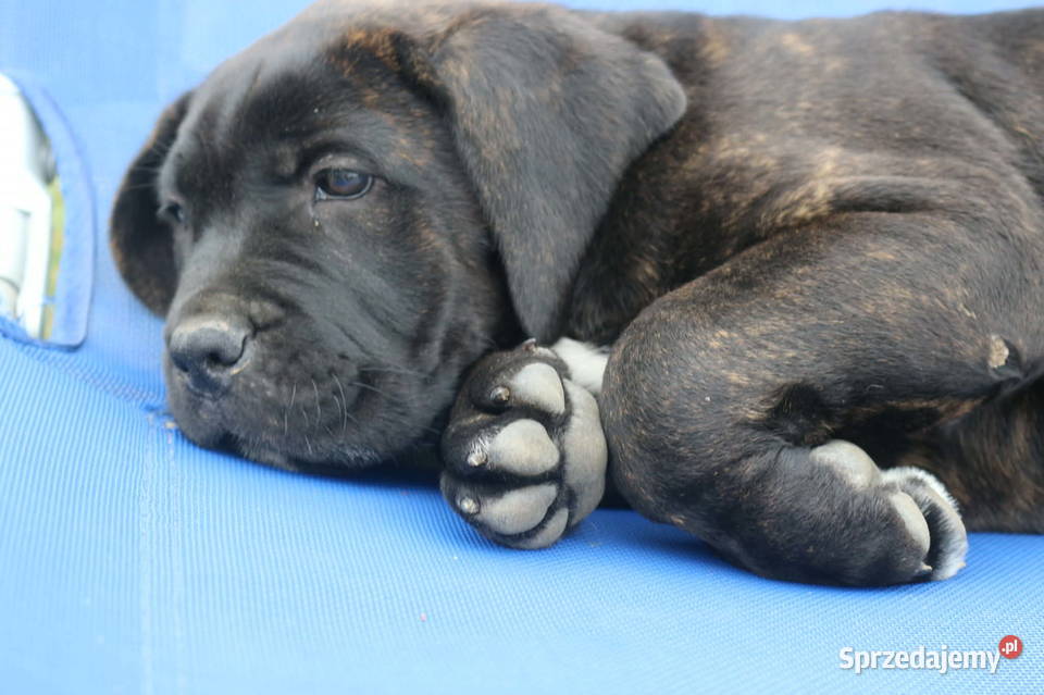 Cane corso szczeniaki ZKwPFCI Nowotaniec
