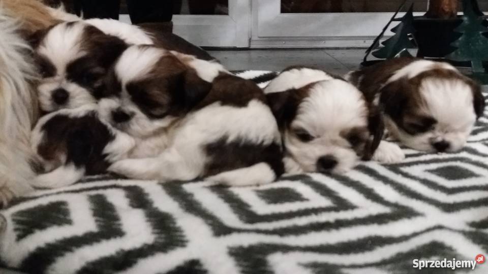 Shih Tzu szczenieta metryka mikrochip książeczka Włodary