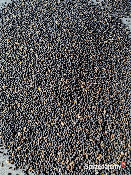 Wyka kosmata Cytrynowo sprzedam