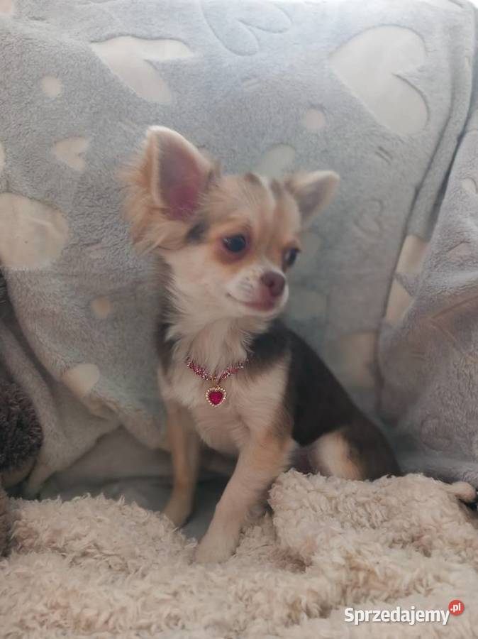Chihuahua suczka opolskie Strzelce Opolskie sprzedam