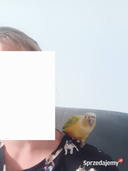 Sprzedam oswojoną rudosterkę z klatką Tomaszów Mazowiecki