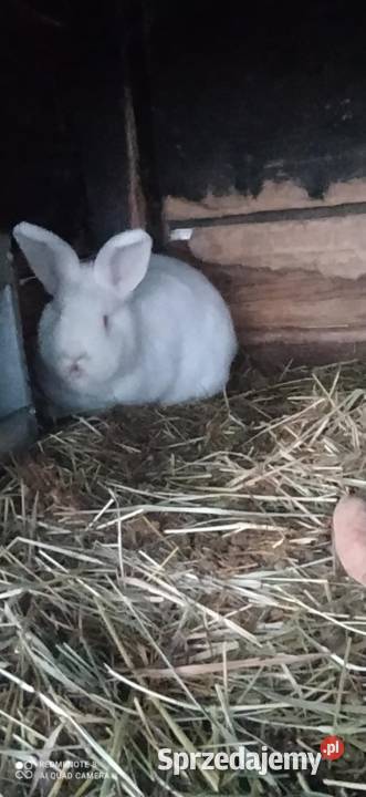 Króliki Nowozelandzkie białe Nałęczów